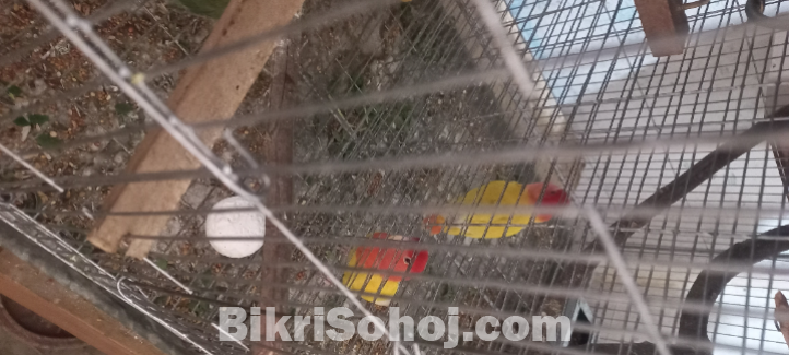 লুটিনো লাভবার্ড পাখি